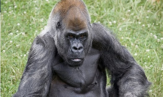 Ozzie, con khỉ sống thọ nhất từng mắc COVID-19 qua đời ở tuổi 61. Ảnh: AFP
