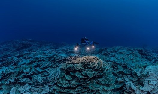 Một thợ lặn của UNESCO khảo sát san hô hình hoa hồng trên rạn san hô mới được phát hiện ở Tahiti. Ảnh: UNESCO/Alexis Rosenfeld/1 Ocean)