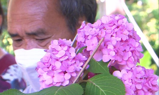Yêu thích hoa cẩm tú cầu mà ông Châu đã dày công 10 năm trời để nghiên cứu trồng loại hoa này trên đất đảo Phú Quốc. Ảnh: PV
