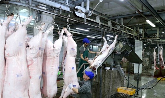 Giá trị xuất khẩu thịt lợn quá thấp trong khi giá trị nhập khẩu lớn đã khiến ngành chăn nuôi bị thâm hụt thặng dư thương mại. Ảnh: Giang Nguyễn