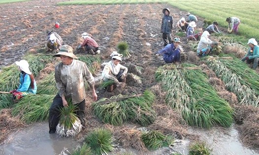Nông dân xứ Hòn (huyện Hòn Đất) thu hoạch củ kiệu. Ảnh: PV