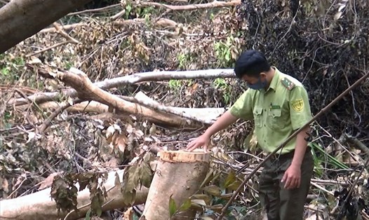Cán bộ Hạt kiểm lâm bên một gốc cây bị chặt phá ở khu dân cư số 3 huyện Côn Đảo. Ảnh: T.A