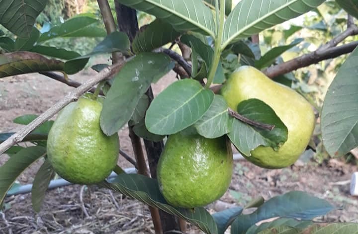 Quả ổi mang lại nhiều lợi ích cho trẻ em. Ảnh: Thanh Ngọc