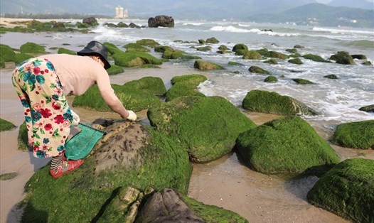 Cuối mùa, bà Bùi Thị Xinh thường ăn "mứt" ở gành Nam Ô. Ảnh: Nguyễn Linh