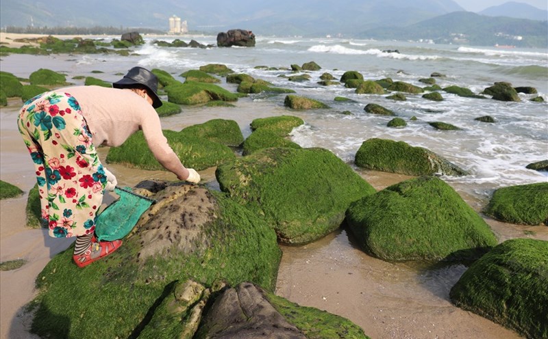 Cuối mùa, bà Bùi Thị Xinh thường ăn "mứt" ở gành Nam Ô. Ảnh: Nguyễn Linh