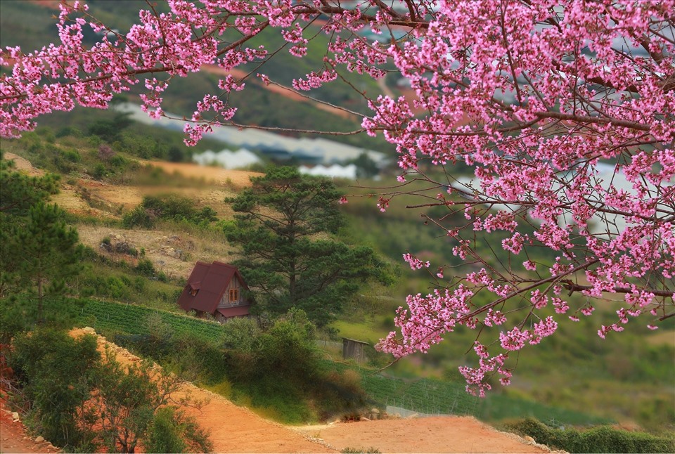 Phố núi Đà Lạt chuyển mùa, rực sắc mai anh đào