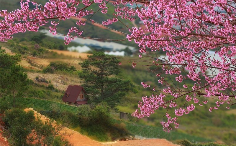 Phố núi Đà Lạt chuyển mùa, rực sắc mai anh đào