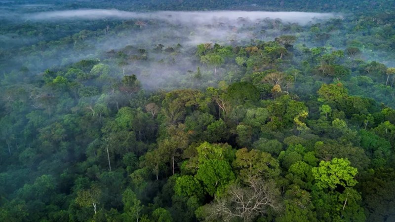 Những rừng mưa lớn nhất thế giới