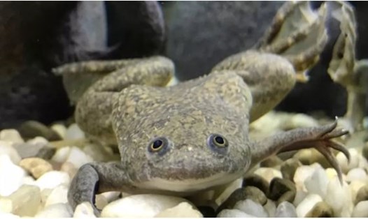 Hình minh họa một con ếch móng vuốt Châu Phi bình thường. Ảnh: Tufts University