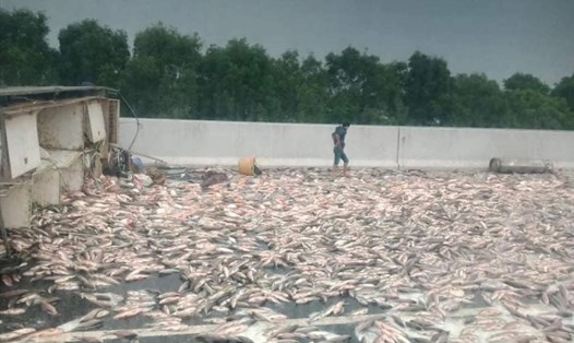 Hình ảnh xe tải chở cá bị lật trên cao tốc Hà Nội - Hải Phòng ngày 4.1. Ảnh: CTV