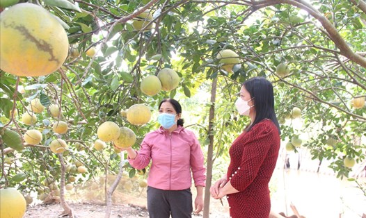 Chị Lê Thị Xuân Phương (bên trái) trong vườn cây được phát triển từ nguồn vốn vay của Quỹ Trợ vốn CNVCLĐ nghèo Thủ đô phát triển kinh tế gia đình. 
Ảnh: Lương Hằng