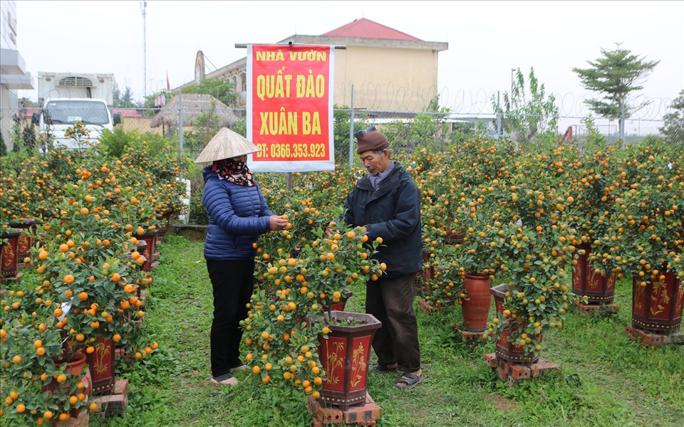 Vợ chồng ông Ba, bà Minh (thôn Hồng Phong, xã Đông Thọ, TP.Thái Bình) chăm sóc quất, đợi khách đến mua. Ảnh: T.D