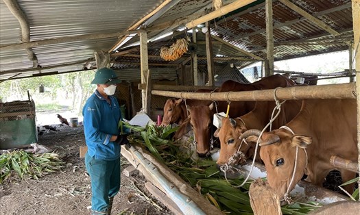 Hơn 1.400 người lao động hồi hương ở Đắk Nông đã được tiếp cận nguồn vốn ưu đãi để tạo công ăn việc làm, vượt qua khó khăn. Ảnh: Quỳnh Chi