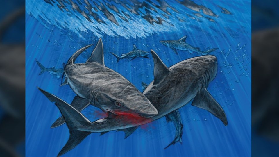 Với hình ảnh vẽ cá mập megalodon sẽ khiến bạn khám phá được những điều thú vị về một loài vật kỳ bí và đã tuyệt chủng từ lâu đời.