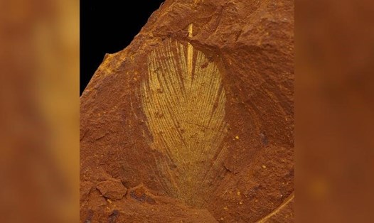 Địa điểm hóa thạch được bảo quản cực kỳ tốt ở New South Wales, Australia. Ảnh: Matthew McCurry