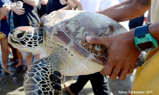 Hải quân Indonesia đã thả 33 con rùa quý về biển sau một chiến dịch truy quét săn trộm. Ảnh: AFP
