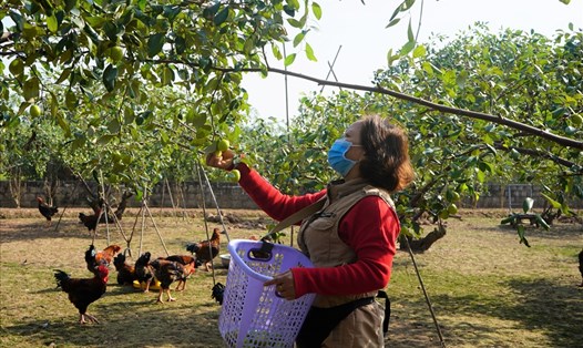 Người dân phường Bàng La (Đồ Sơn, Hải Phòng) thu hoạch táo muối đặc sản. Ảnh: Đặng Luân