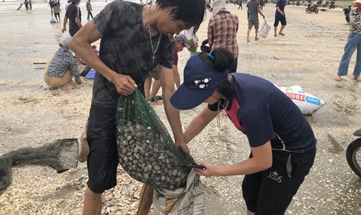 Người dân xã Thịnh Lộc đi vớt "lộc biển" là hàng tấn sò lông dạt vào bờ. Ảnh: TT.