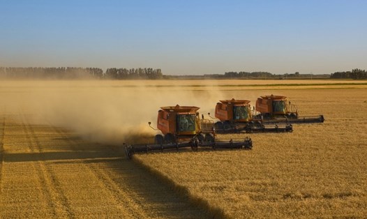 Nga dự kiến có thêm 5 triệu tấn ngũ cốc mỗi năm từ các vùng mới sáp nhập từ Ukraina. Ảnh: Getty