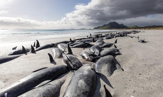 477 con cá voi hoa tiêu mắc cạn đã chết ở New Zealand trong những ngày gần đây. Ảnh chụp màn hình