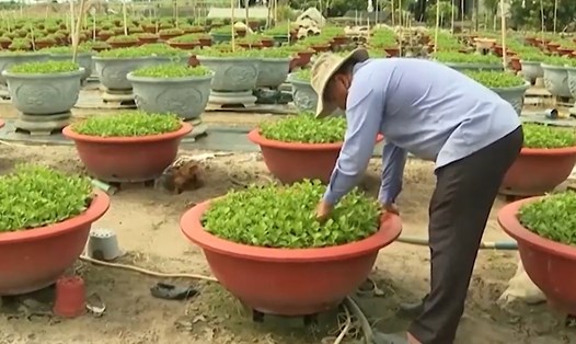 Ông Nguyễn Văn Hôn đang chăm sóc những chậu hoa cúc đã xuống giống.