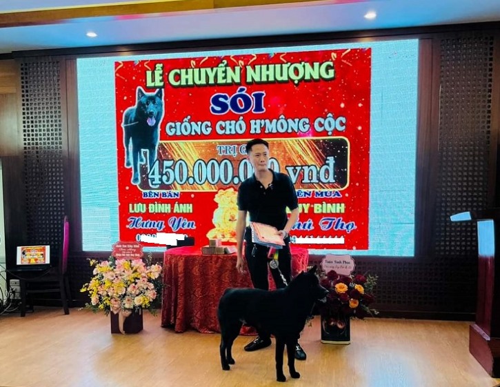 Thiếu gia Phú Thọ chi gần nửa tỉ mua chó H'Mông cộc?