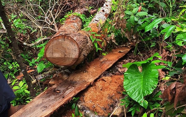 Để xảy ra phá rừng, cả Bí thư và Chủ tịch huyện Bắc Mê bị kỷ luật