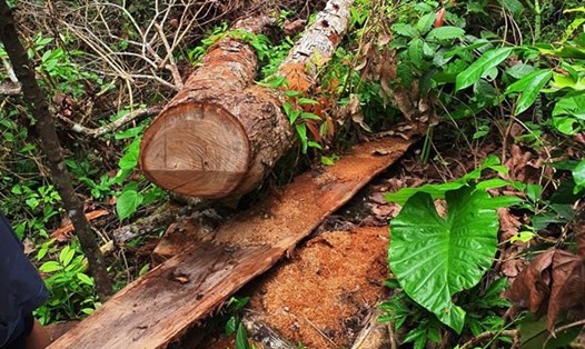 Vụ phá rừng đặc dụng Du Già (xã Minh Ngọc, Bắc Mê, Hà Giang) với nhiều cây gỗ nghiến trăm năm tuổi bị chặt hạ được phát hiện cuối tháng 5.2021. Ảnh: T.L