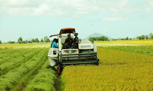 Nhu cầu thế giới tăng cao tạo cơ hội lớn cho XK gạo Việt Nam giai đoạn 2022-2023. Ảnh: T.Long