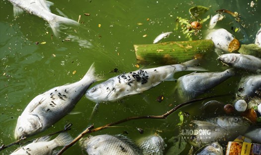Hiện tượng cá chết tại hồ Tây. Ảnh: TG