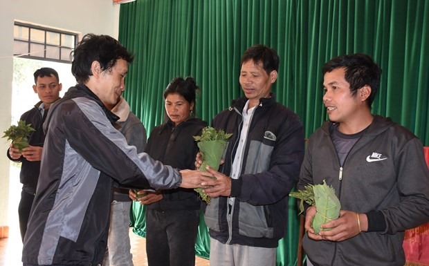 Người dân huyện Tu Mơ Rông nhận cây giống Sâm Ngọc Linh. Ảnh: TTXVN