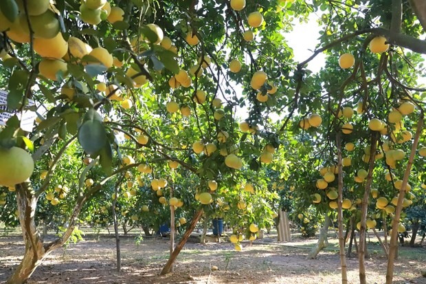 Trái bưởi tươi Việt Nam chính thức được xuất khẩu sang Mỹ. Ảnh minh họa. Ảnh: TTXVN