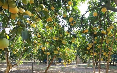 Trái bưởi tươi Việt Nam chính thức được xuất khẩu sang Mỹ. Ảnh minh họa. Ảnh: TTXVN