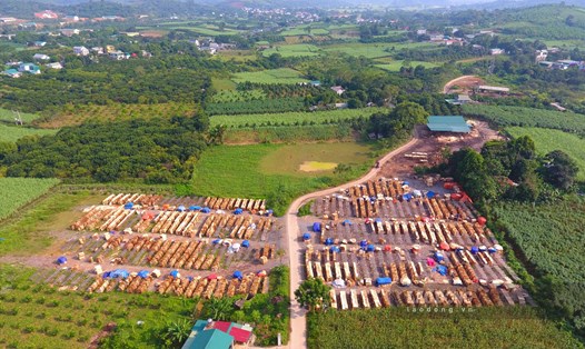 Tình trạng các xưởng chế biến gỗ keo hoạt động trên diện tích đất thổ cư, đất trồng cây tồn tại trong nhiều năm qua. Ảnh: Trần Trọng.