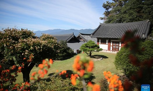 Chùa Buseoksa tọa lạc trên một ngọn núi ở thành phố Yeongju, tỉnh Gyeongsang Bắc, Hàn Quốc là một ngôi chùa đẹp và cổ kính. Ảnh: Xinhua
