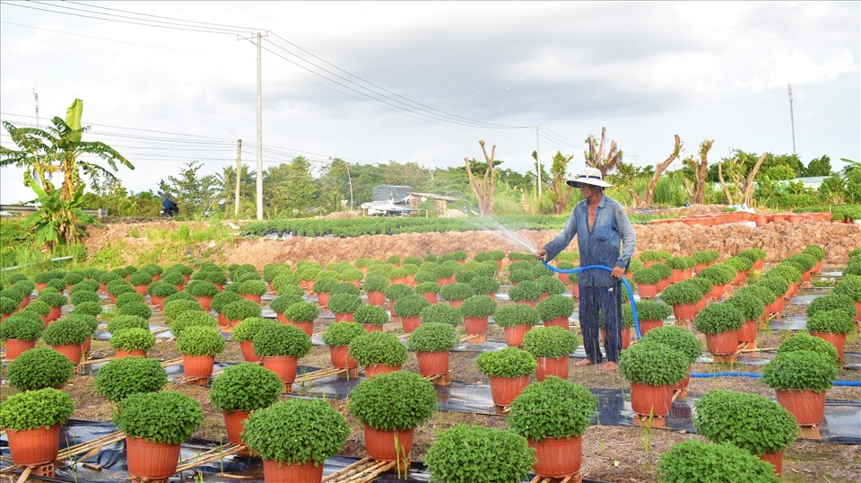 Làng hoa cảnh Phó Thọ - Bà Bộ (quận Bình Thuỷ, TP.Cần Thơ). Ảnh: Th.Nh
