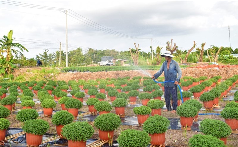 Làng hoa cảnh Phó Thọ - Bà Bộ (quận Bình Thuỷ, TP.Cần Thơ). Ảnh: Th.Nh
