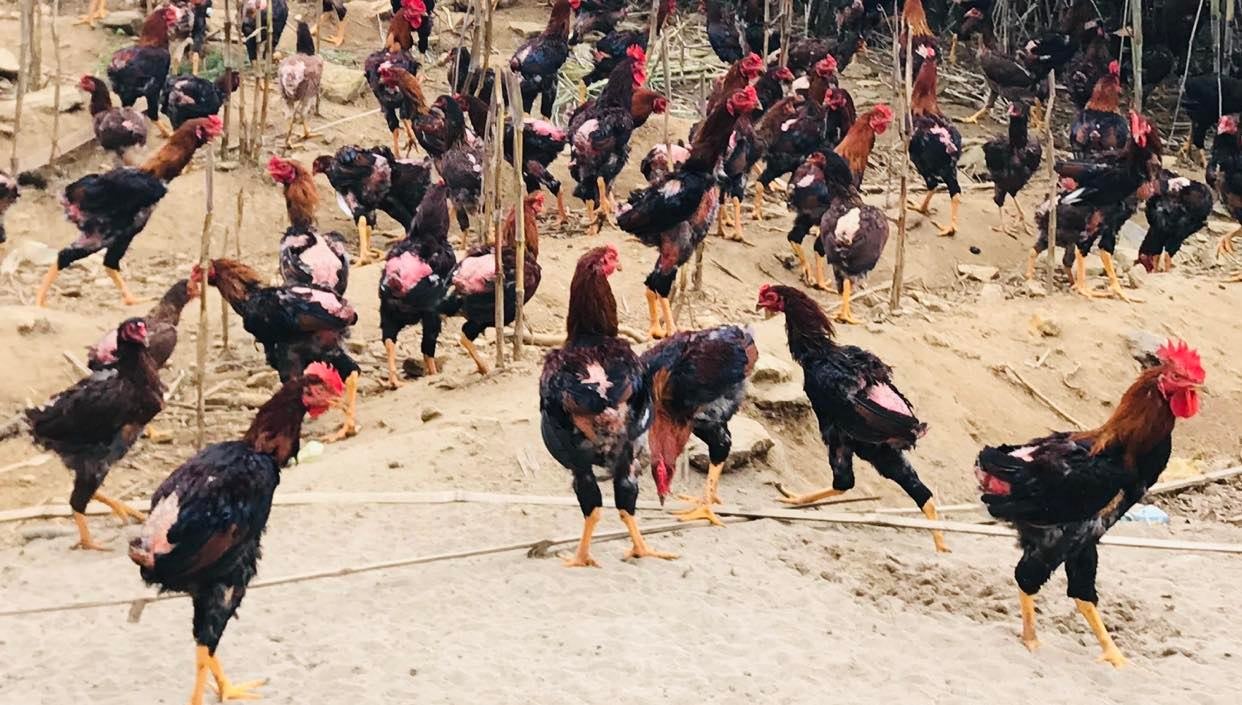 Bộ Y tế cảnh báo khi gia đình phát hiện có gia cầm ốm, chết phải báo kịp thời cho chính quyền địa phương. Ảnh: Thùy Linh