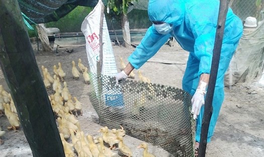 Cần tăng cường công tác phòng, chống cúm gia cầm trên địa bàn tỉnh Phú Thọ. Ảnh: LA