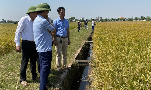 Lãnh đạo UBND và các ban ngành kiểm tra đồng ruộng trồng giông lúa "Tiến Vua" mới, trước khi tiến hành thu hoạch. Ảnh CT