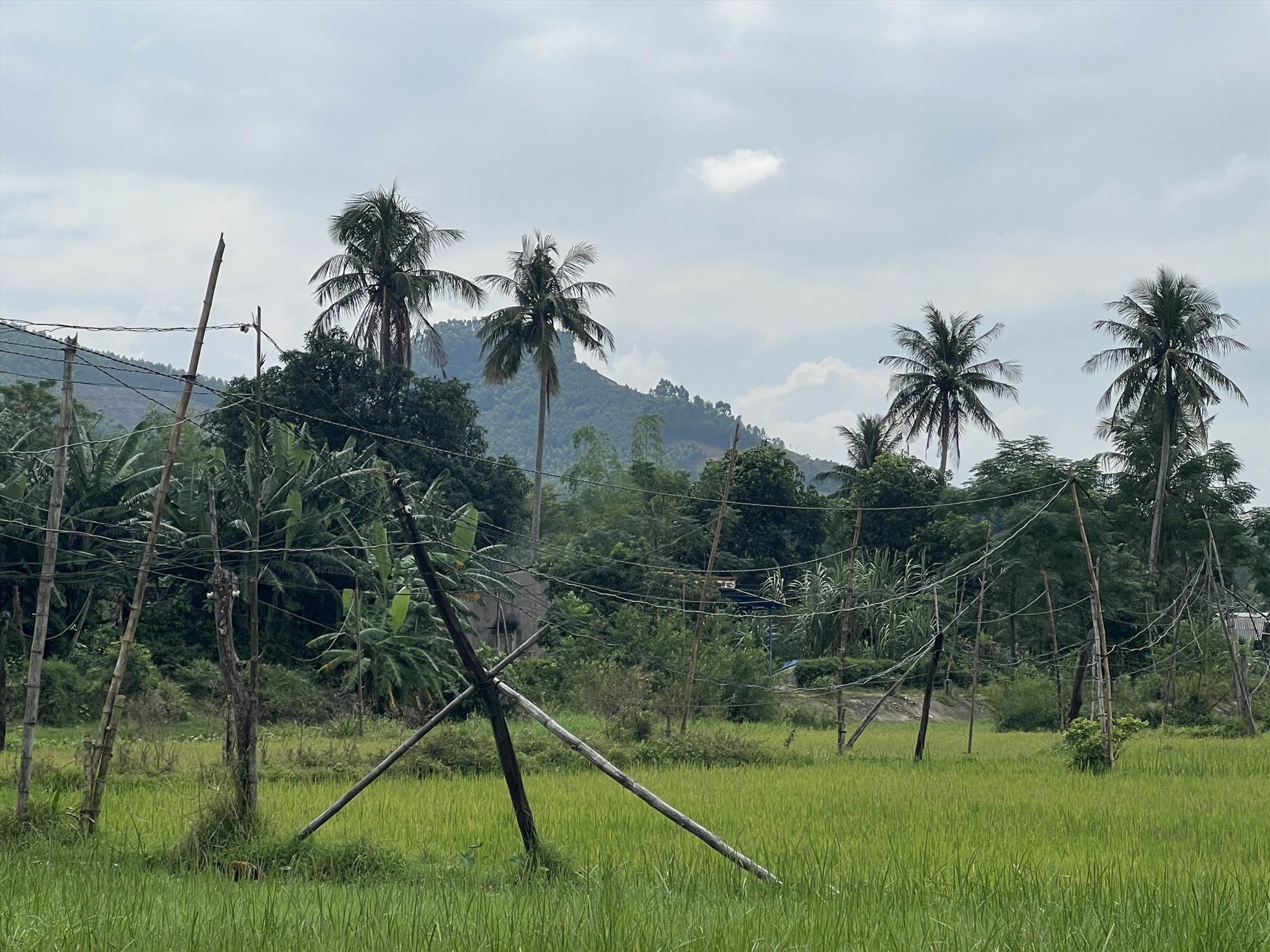 Bình Định: Xã đạt chuẩn nông thôn mới, dân vẫn nơm nớp lo sợ vì phải dùng trụ điện tạm bợ.
