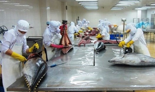 Dự báo xuất khẩu cá ngừ có thể mang về 1 tỉ USD trong năm 2022. Ảnh: VASEP