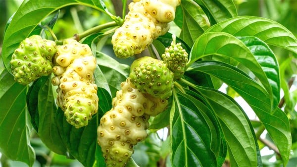 công dụng trái nhàu