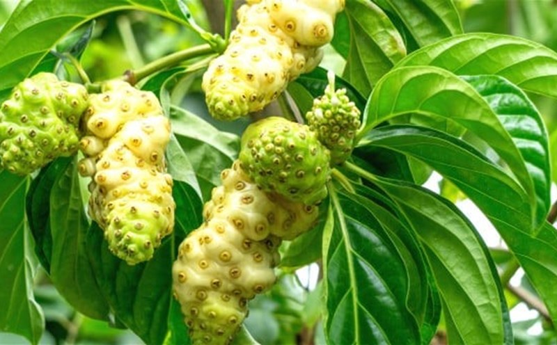 công dụng trái nhàu
