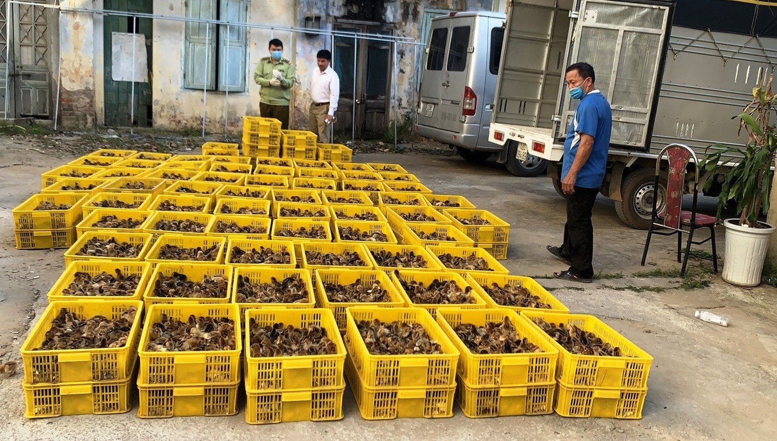 Hành vi buôn lậu gia cầm không rõ nguồn gốc... có thể làm tăng nguy cơ lây nhiễm bệnh cúm gia cầm. Ảnh: QLTT