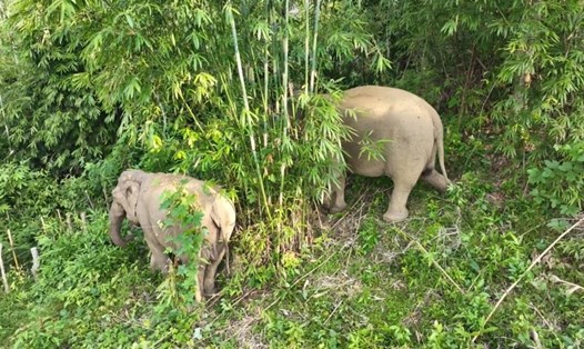 2 mẹ con voi rừng xuất hiện ở xã Châu Phong, huyện Quỳ Châu (Nghệ An) vào sáng 24.10. Ảnh: QĐ