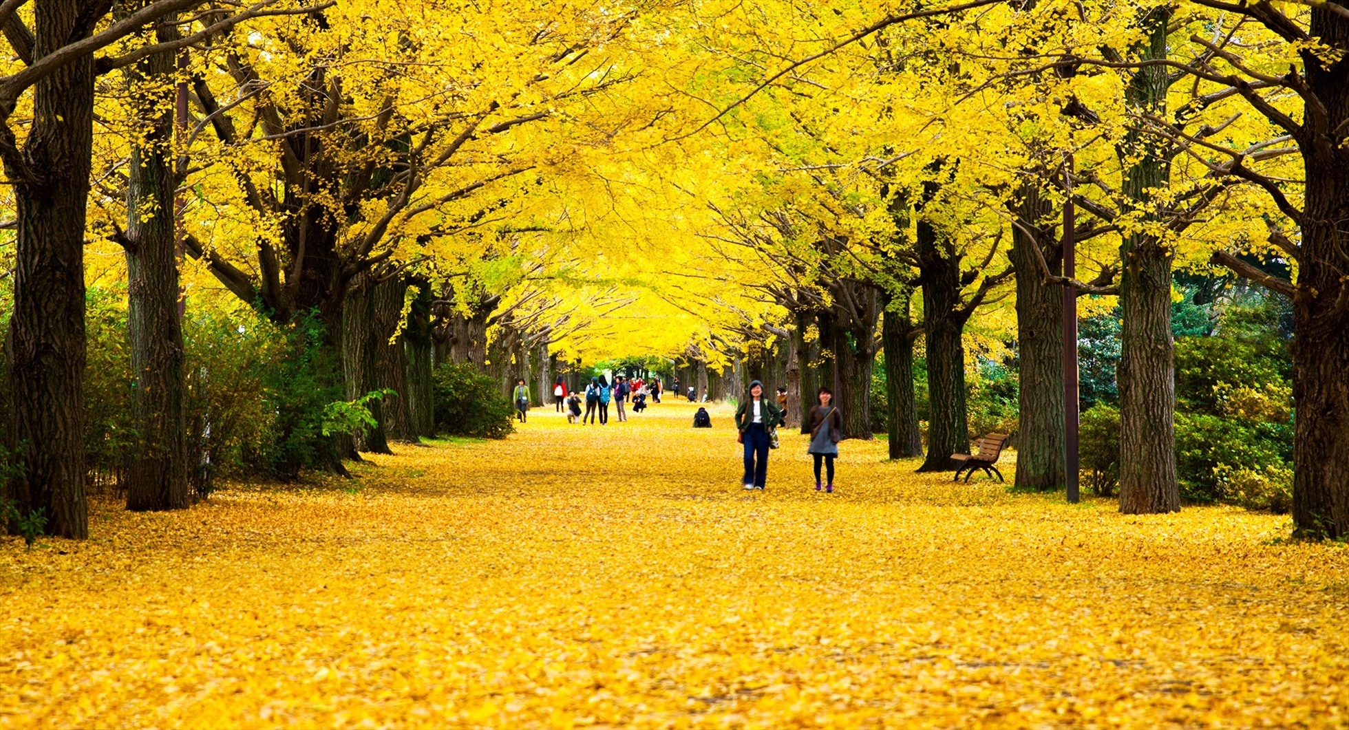 Du lịch Nhật Bản chính thức mở cửa trở lại vào trung tuần tháng 10. Ảnh: JNTO