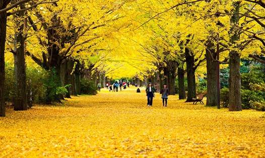 Du lịch Nhật Bản chính thức mở cửa trở lại vào trung tuần tháng 10. Ảnh: JNTO