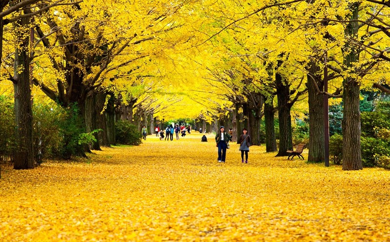 Du lịch Nhật Bản chính thức mở cửa trở lại vào trung tuần tháng 10. Ảnh: JNTO