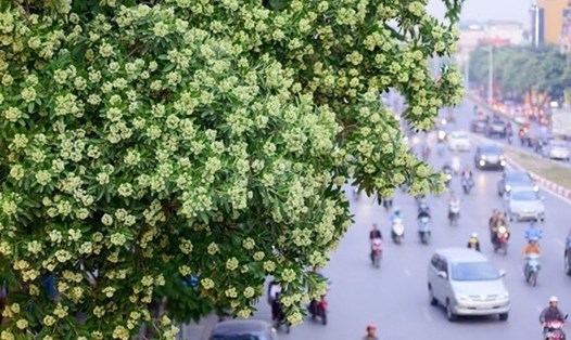 Cây hoa sữa xuất hiện trên nhiều con phố ở Hà Nội. Ảnh: LĐO